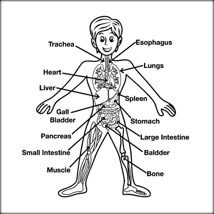 The anatomy coloring book